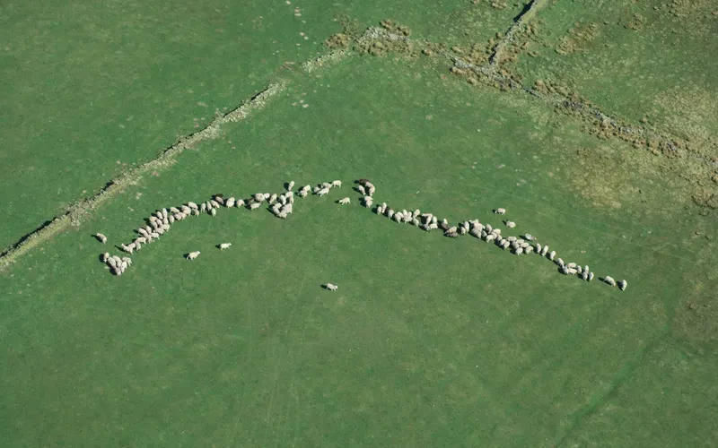 Aerial view of a flock of white sheep strung out in a long curved line across a green field, with an old stone wall crossing the pasture