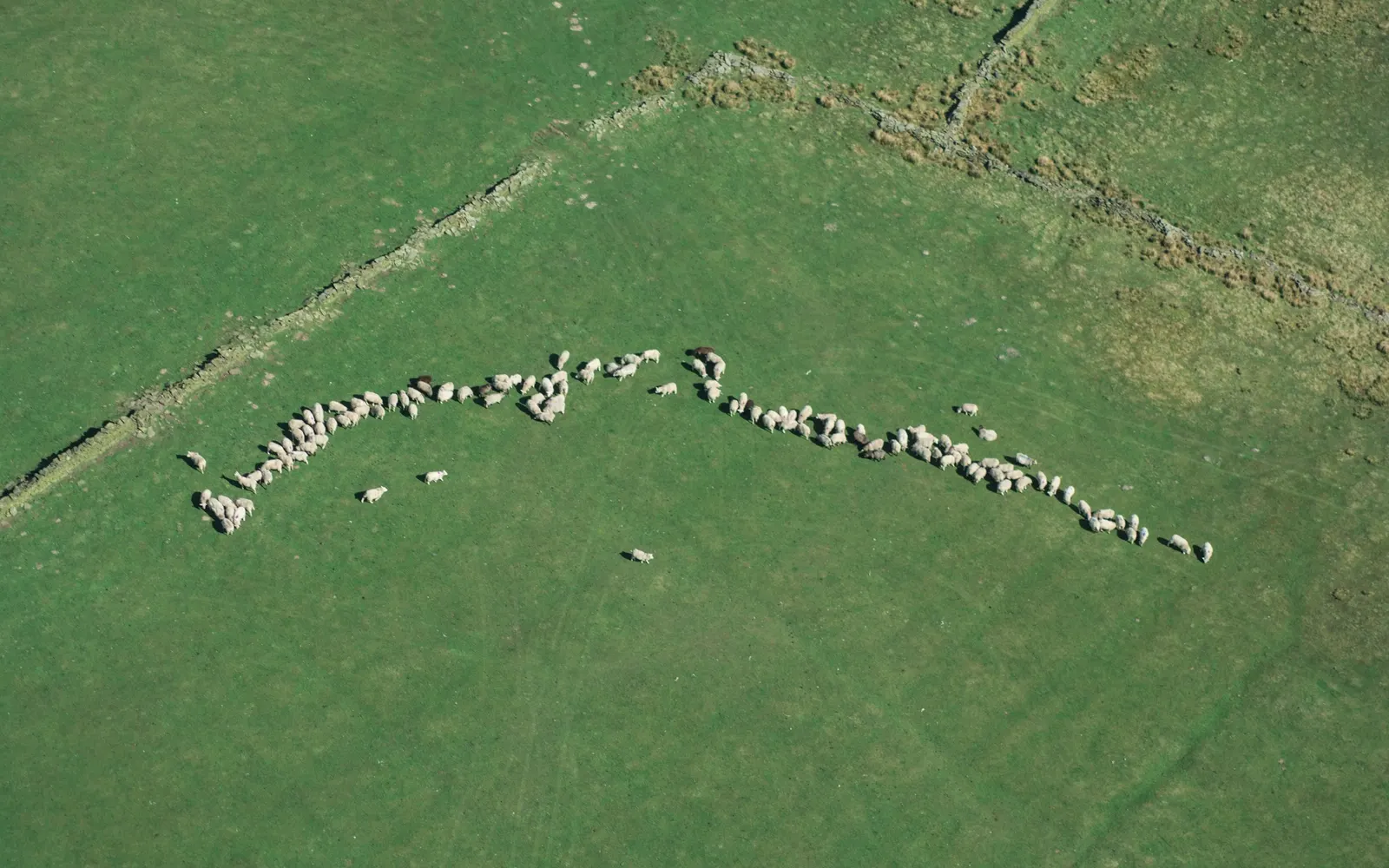 Aerial view of a flock of white sheep strung out in a long curved line across a green field, with an old stone wall crossing the pasture