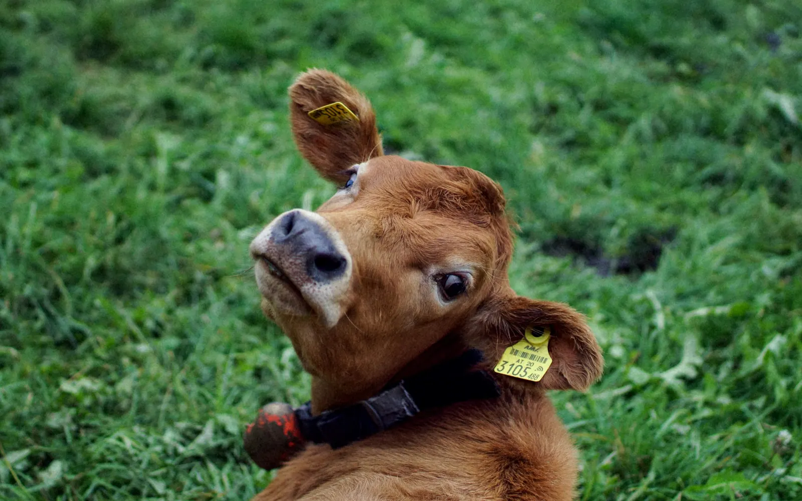 A young brown calf lying in green grass looks back at the camera, with a yellow numbered tag in each ear