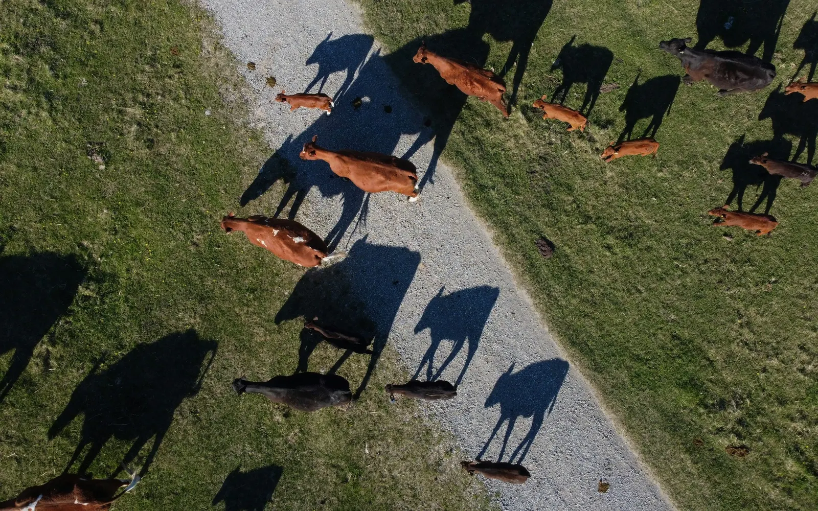 Drone view looking straight down on red and black cattle and calves walking beside a gravel track on green pasture, with long shadows from a low sun