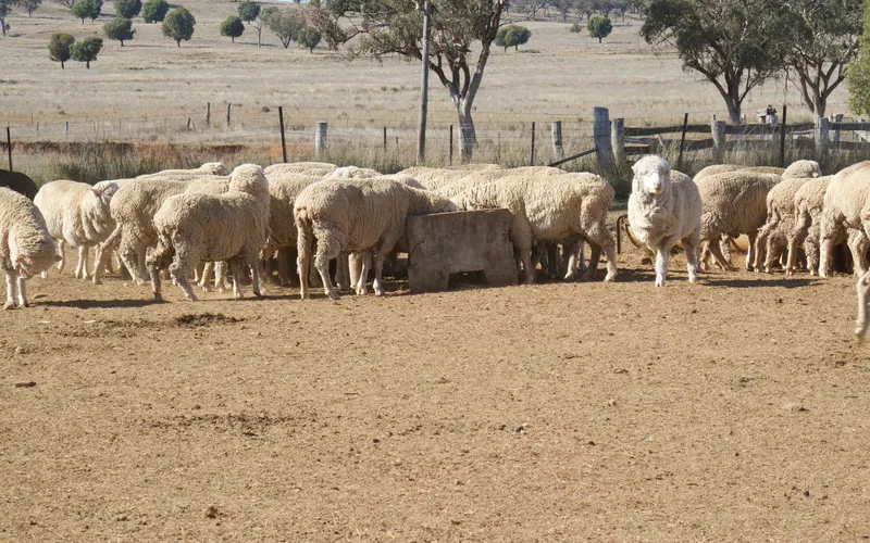 Merino-type sheep crowding around a concrete feed trough on bare ground, with dry paddocks, gum trees and a wire fence behind, near Manilla in New South Wales