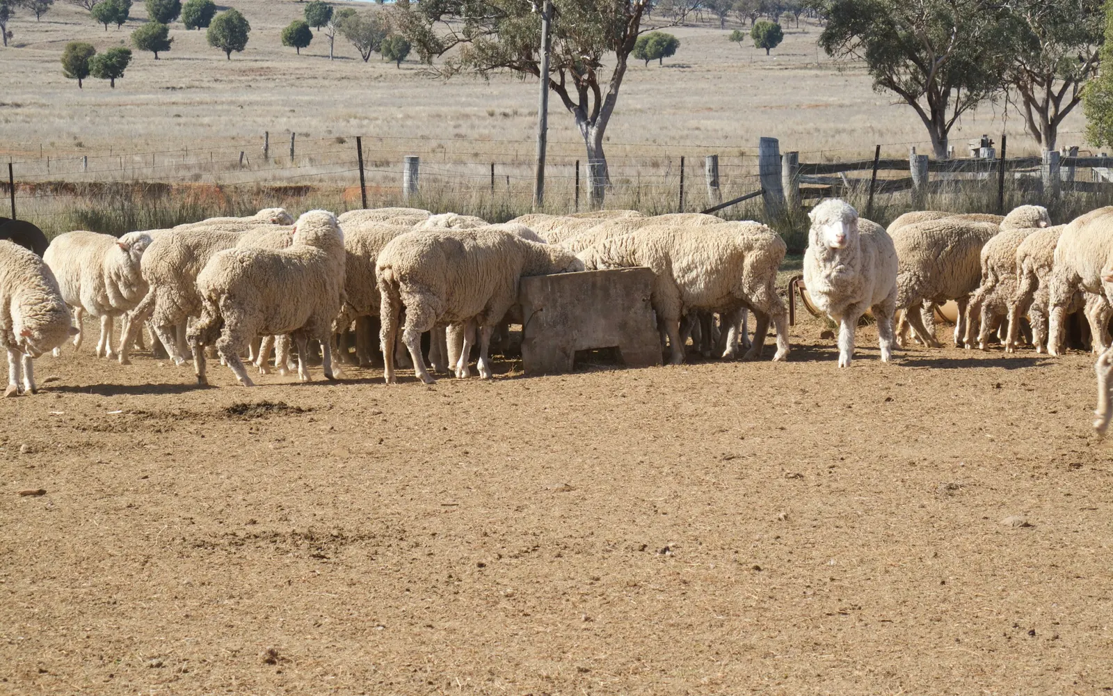 Merino-type sheep crowding around a concrete feed trough on bare ground, with dry paddocks, gum trees and a wire fence behind, near Manilla in New South Wales
