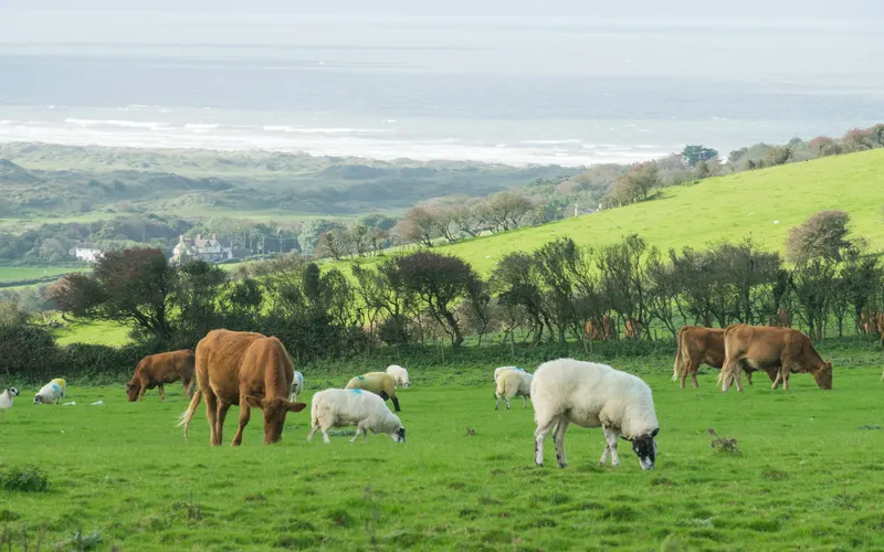 Red-brown cattle and white-faced sheep with coloured fleece marks grazing together in a green coastal field above the sea