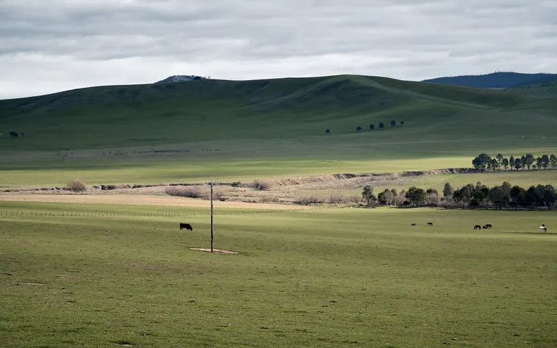 A single black cow grazing a wide green paddock beside a power pole, with horses to the right and a scattered mob of cattle on the rolling hills behind