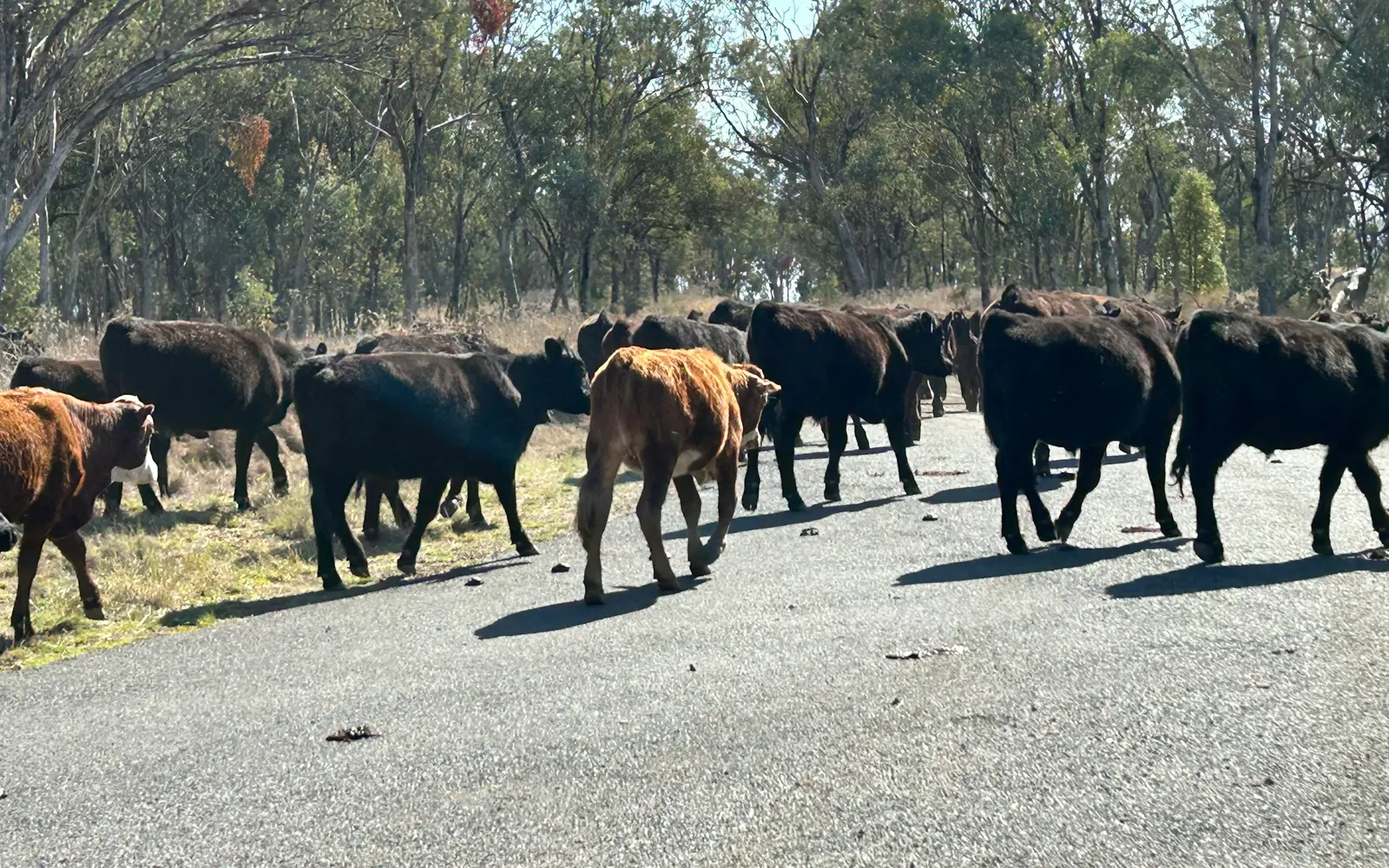 A mob of mostly black cattle with a few red and brown calves walking along a sealed country road between gum trees near Moree, New South Wales