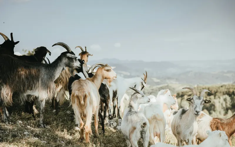 A mixed herd of horned goats in black, white, grey and brown standing on a dry, scrubby hillside with hazy hills and sky behind