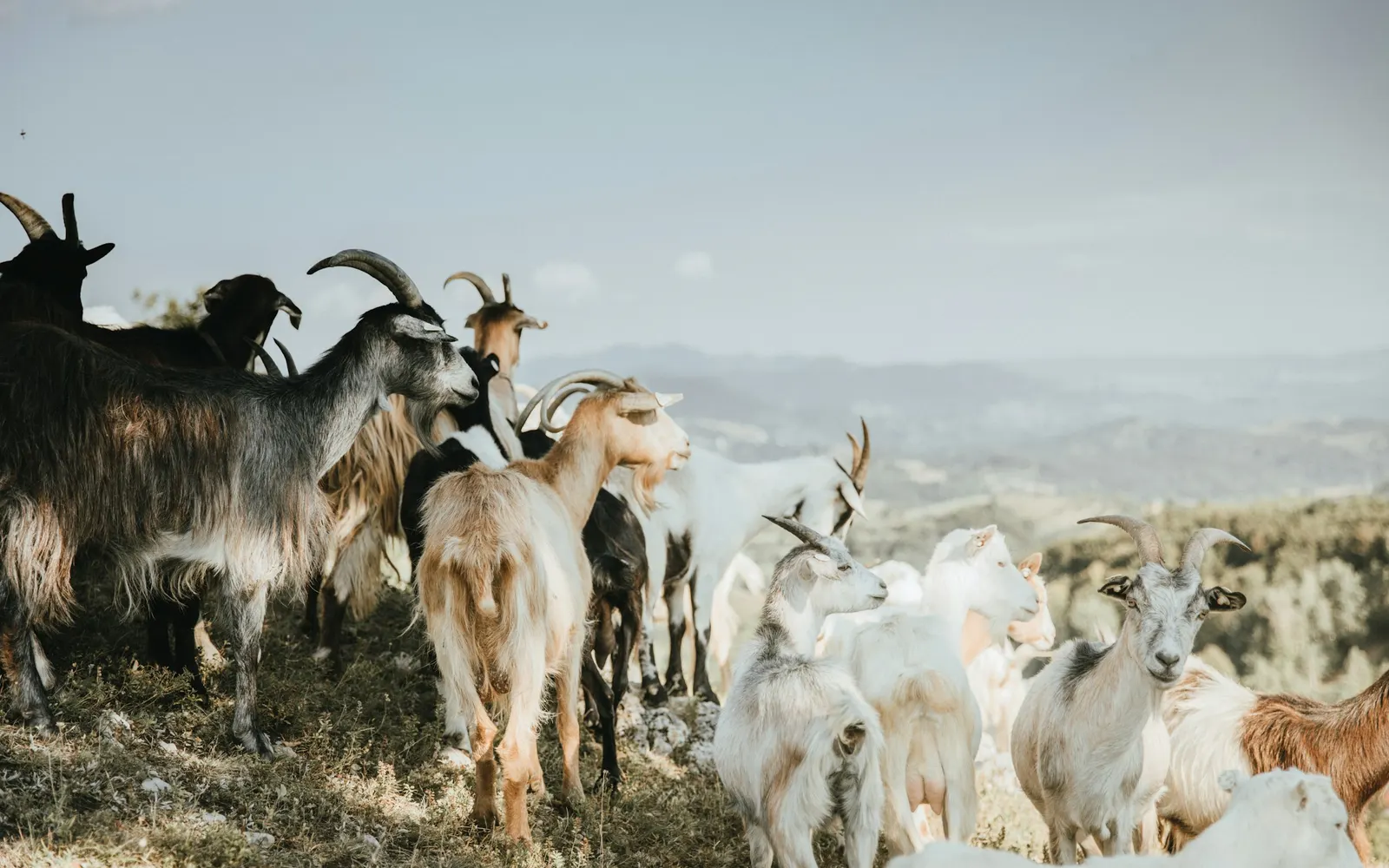 A mixed herd of horned goats in black, white, grey and brown standing on a dry, scrubby hillside with hazy hills and sky behind