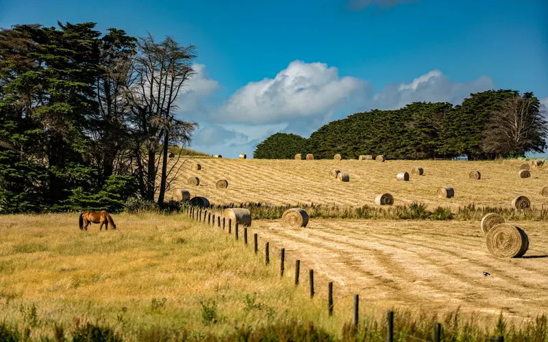 A single chestnut horse grazing a dry grass paddock beside a wire fence, with a cut hay paddock full of round bales and dark cypress trees behind, on a farm along the Great Ocean Road in Victoria