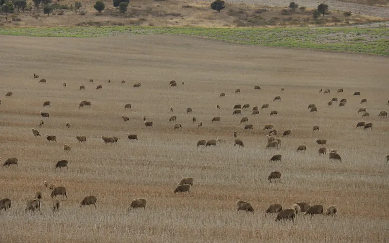 A large flock of sheep grazing a dry stubble paddock with scrubby hills behind, near Mount Dutton Bay, South Australia