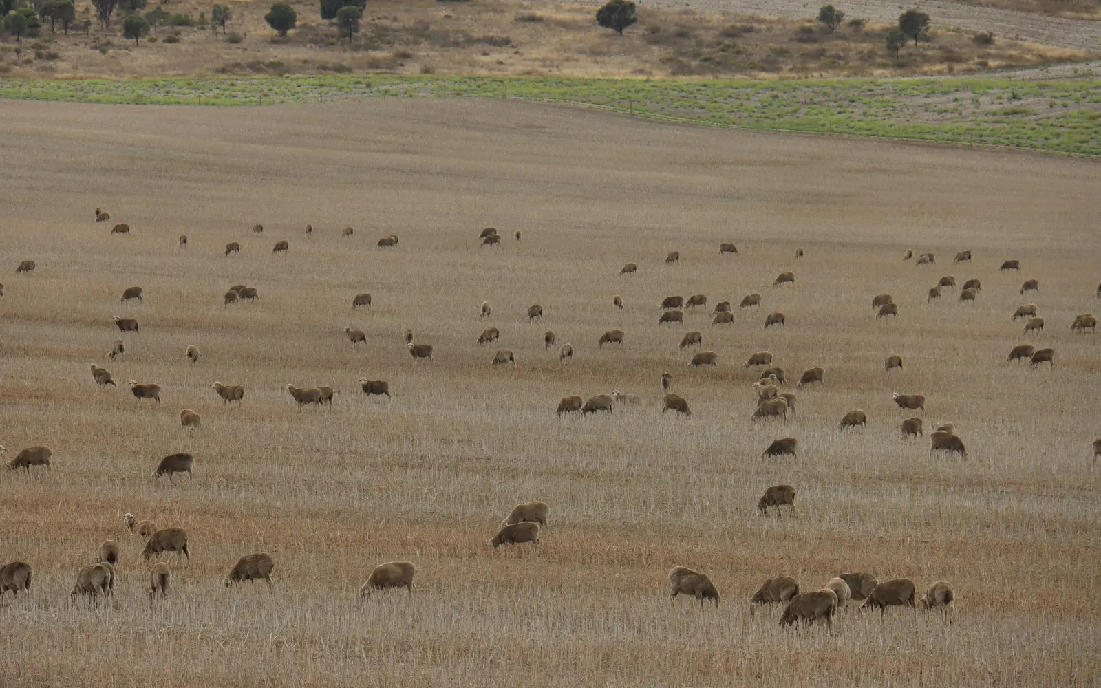 A large flock of sheep grazing a dry stubble paddock with scrubby hills behind, near Mount Dutton Bay, South Australia