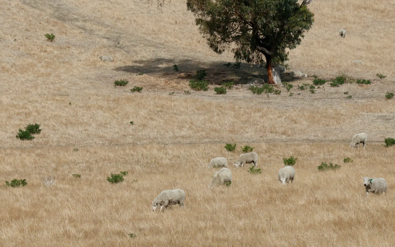 A small mob of white sheep grazing a dry, golden grass paddock with a gum tree and a row of dark trees behind, on the Bellarine Peninsula in Victoria
