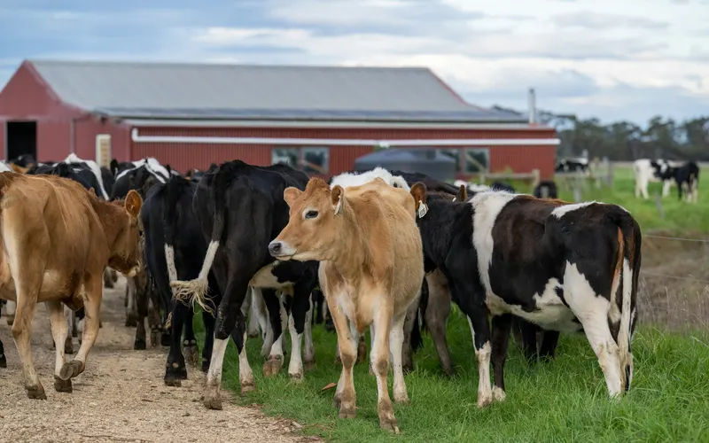 Dairy cattle bunched together on a gravel laneway and grass verge beside a red farm shed, with more cows in the paddock behind