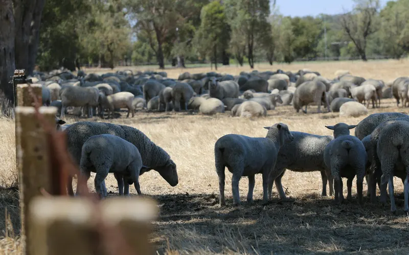 A large mob of sheep grazing on dry grass beside a timber fence post, with gum trees and a dry paddock behind