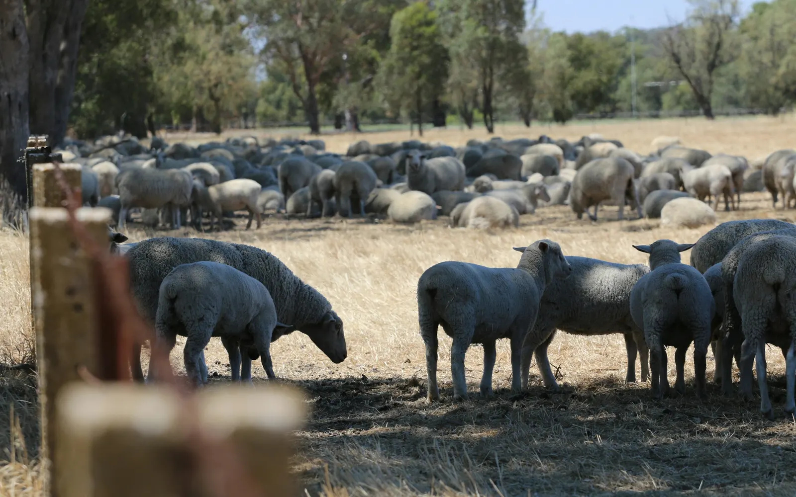 A large mob of sheep grazing on dry grass beside a timber fence post, with gum trees and a dry paddock behind