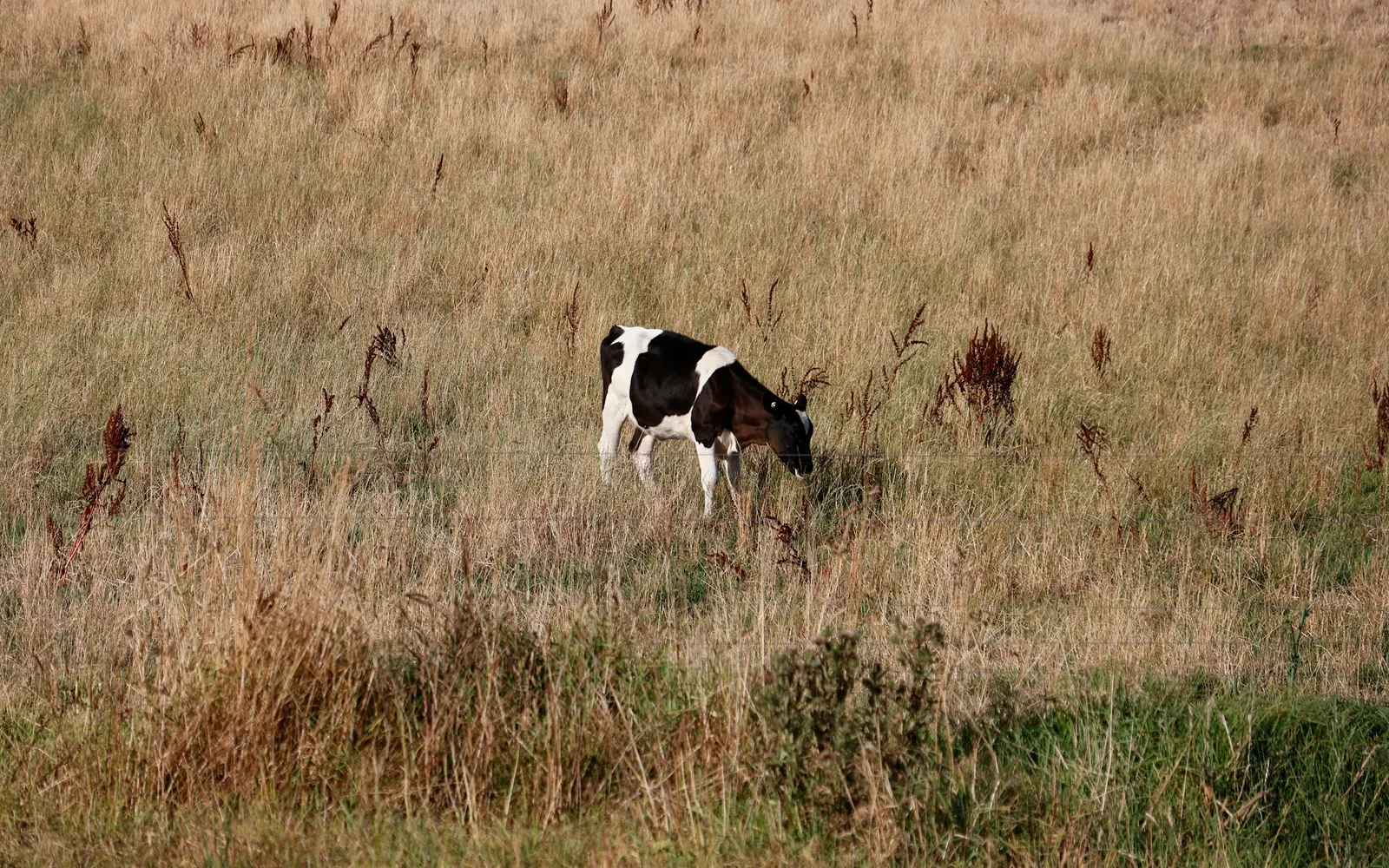 A lone young black and white cow grazing in tall, dry grass in a paddock in Victoria, Australia