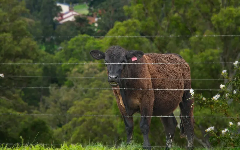 A young dark brown cow with a pink ear tag looking through a barbed wire fence, with trees and a farmhouse in the background