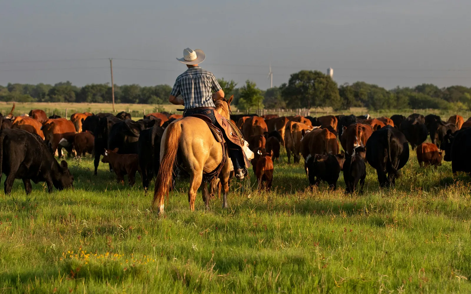 A rider in a cowboy hat on a buckskin horse moving a mob of black and red cows and calves across a green pasture
