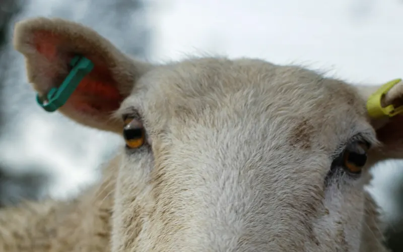 Close-up of a white-faced sheep looking at the camera, with a green tag in one ear and a yellow tag in the other
