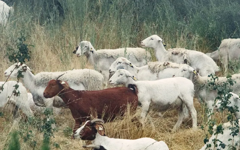 A mixed flock of white shorn sheep with yellow ear tags and brown and white horned goats standing in tall dry grass