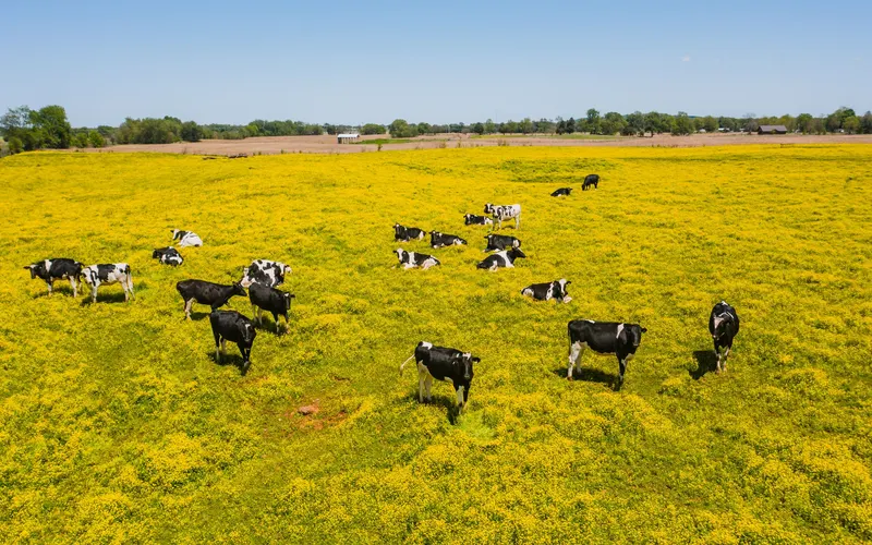 Aerial view of a herd of black and white Holstein cattle standing and lying across a pasture covered in yellow flowers, with farmland and trees behind