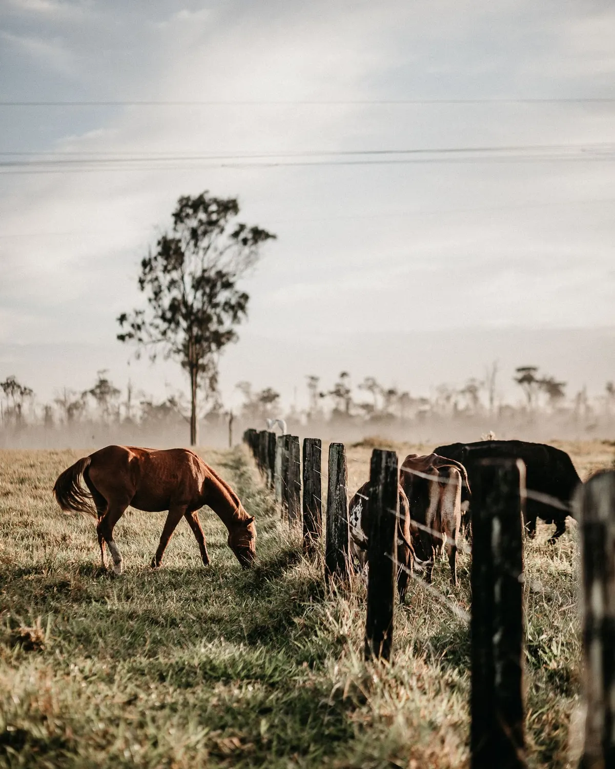 A horse and cattle grazing along a fence line at dawn