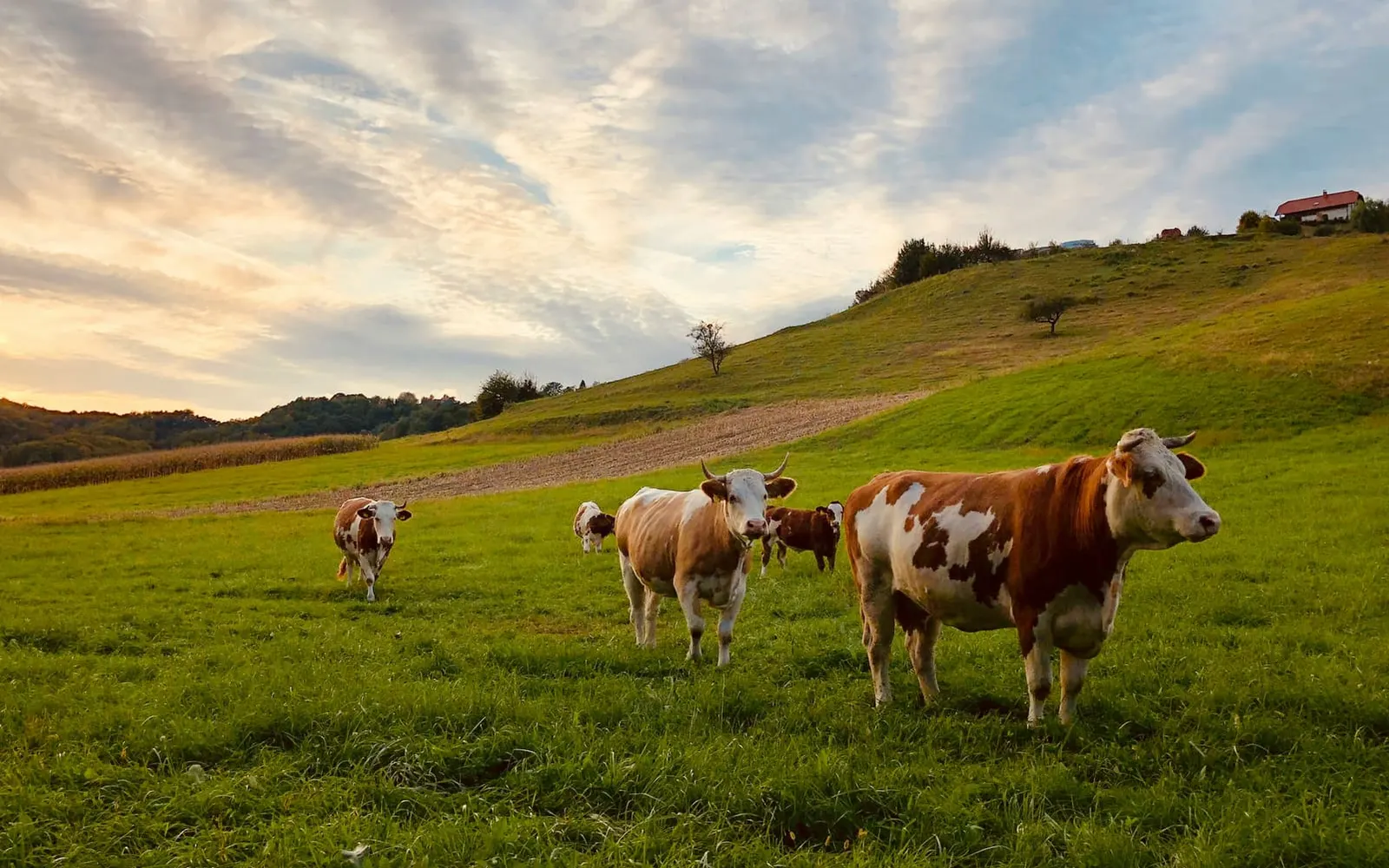 Cattle grazing on a green hillside under an evening sky