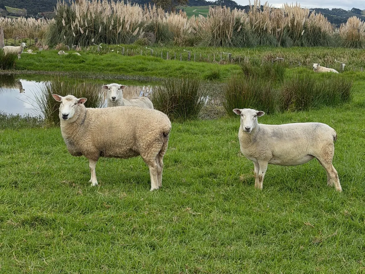 Two sheep standing in a green paddock, with more sheep behind them