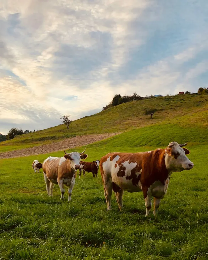 Cattle grazing on a green hillside