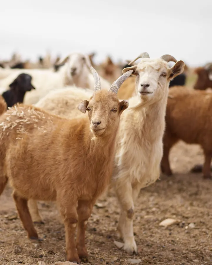 A herd of goats standing on dry ground