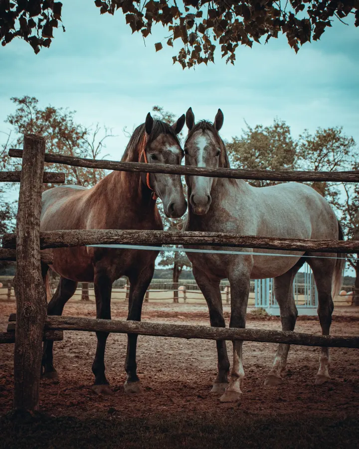 Two horses looking over a timber rail fence