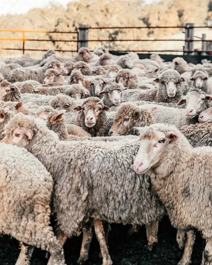 A tight mob of merino sheep in a yard