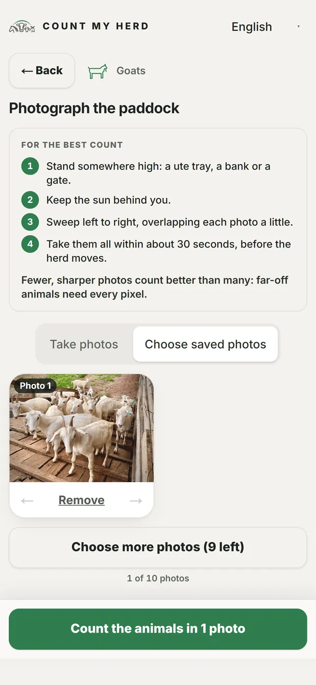 The photo screen with four tips for a good count and a photo of sheep added